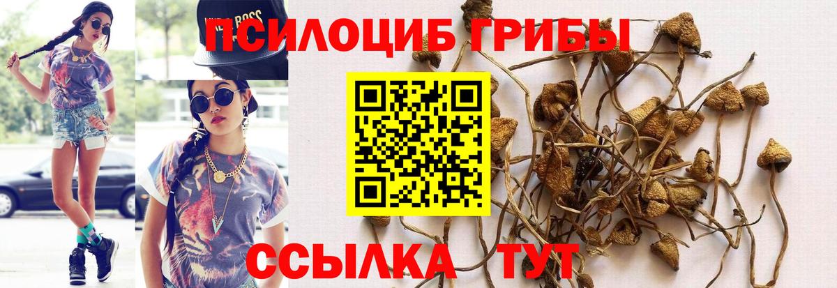 Псилоцибиновые грибы Psilocybine cubensis Торжок